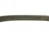 Ремень поликлиновой DAYCO 6PK1065 (фото 2)