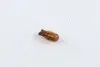 Лампа розжарювання Wy5w 12v 5w W2,1x9,5d AMBER (вир-во Narva) 17169CP