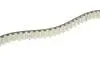 Комплект ГРМ Land Rover Discovery/Range Rover 3.0 TD 09- (20x80z) HEPU 20-2073 (фото 3)